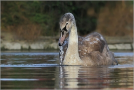 <p>Labuť velká (Cygnus olor) –--- /Mute schwan – Höckerschwan/</p>